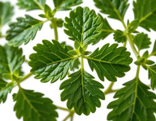 Obraz premium A lush sprig of emerald-green foliage forms a circular crown around its sturdy central stem, radiating vitality and freshness