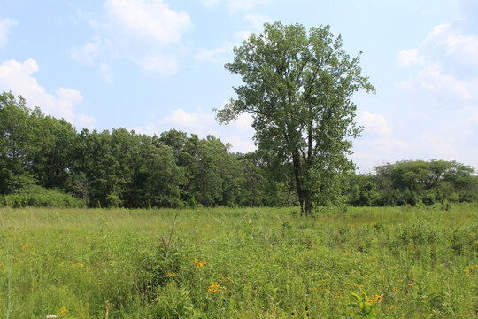 Single cottonwood tree with yellow wildflowers in front of it in a meadow at Somme Prairie Nature Preserve in Northbrook, Illinois - Powered by Adobe