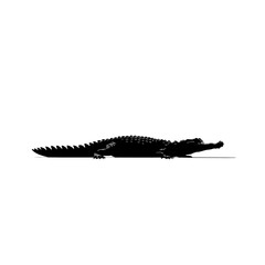 Silhouette of a crocodile walking.