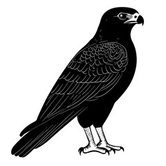 Black and white illustration of a hawk.