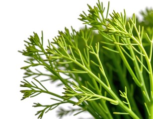Fototapeta premium Vibrant green asparagus fern leaves clustered together, bathed in warm sunlight against a crisp white backdrop