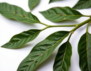 A lush tapestry of vibrant green leaves in various shapes and sizes, overlapping and intertwined on a crisp white surface, with subtle speckles of earthy brown adding depth and character