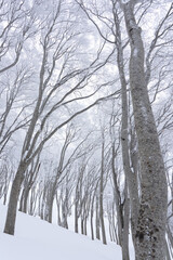 厳冬のブナの森