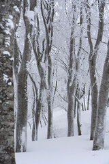 厳冬のブナの森