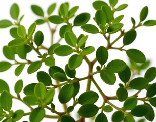 Obraz premium A lush, vibrant plant with emerald-green leaves and slender, honey-colored stems against a soft, wispy cloud backdrop
