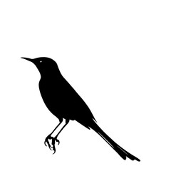 Silhouette of a small bird.