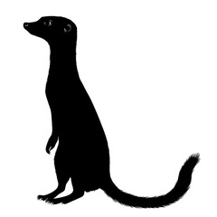 Black silhouette of a meerkat standing.