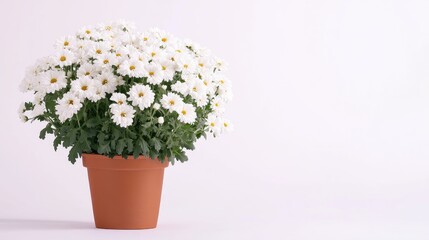 Lush Blooming White Chrysanthemums in Terra Cotta Pot Against Soft Neutral Background for Floral Decoration and Home Aesthetics
