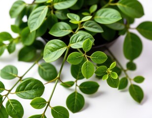 Fototapeta premium A lush, vibrant plant spills out of its sleek black pot, its bright green leaves bursting forth against a crisp white backdrop