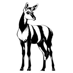 Black and white illustration of a young zebra.