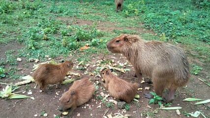 prairie dogs in zoo, prairie dog eating. Capybaras are short-haired, brown rodents. They have blunt...