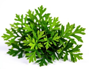 A lush artemisia plant blooms with vibrant, emerald-green leaves forming a perfect circle against a crisp white backdrop