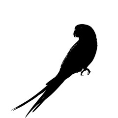 Black silhouette of a parrot.