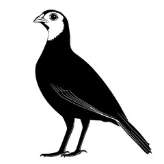 Black and white illustration of a bird.