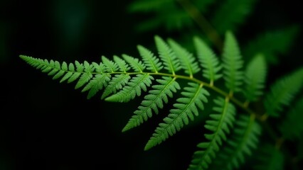 Fern Frond Detail