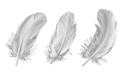 Delicate white feathers with intricate details and soft downy bases, showcasing elegant simplicity and natural beauty against pristine transparent blank background