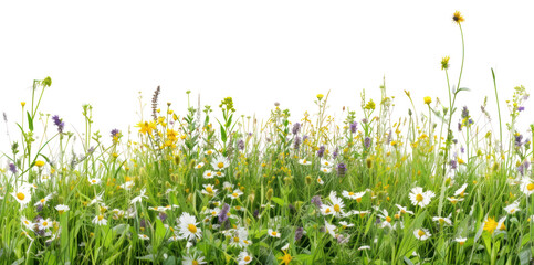 Fototapeta premium PNG Border grass and flowers row panorama backgrounds grassland outdoors.