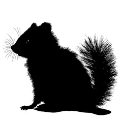 Obraz premium Silhouetted squirrel sitting.