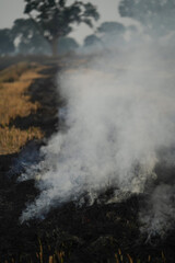 Crop stubble burning in field, Fire in agricultural land, Stubble fire causing pollution, Farmers burning crop residue, Field burning with smoke, Agricultural waste fire in India, Air pollution. 