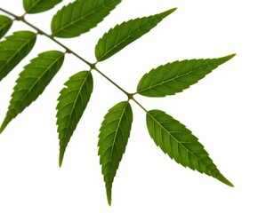 Fototapeta premium A lush green stem stretches diagonally, supporting six delicate leaves that cascade upwards in a vibrant display of nature's beauty