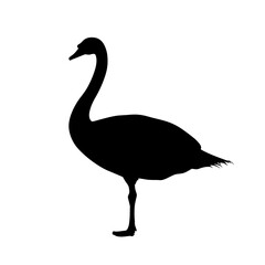 Black swan silhouette.