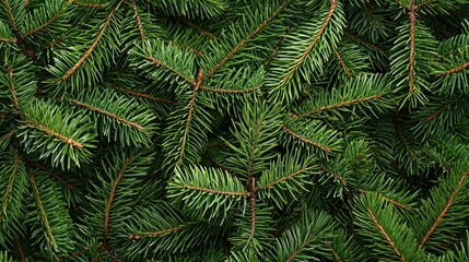 Christmas tree branches backgroundChristmas tree branches background