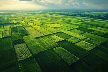 Aerial view of lush green fields and colorful agricultural landscapes showcasing the beauty of rural farming and crop patterns in soft morning light