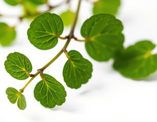 Obraz premium Vibrant green leaves burst from a slender, emerald-green stem against a crisp white backdrop, with a soft shadow adding depth to this close-up snapshot of nature's beauty