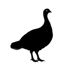 Black silhouette of a bird. (4)