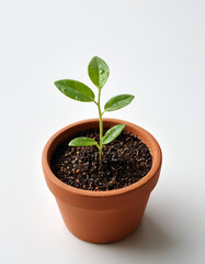 "Potted Green Plant Growing in Soil"