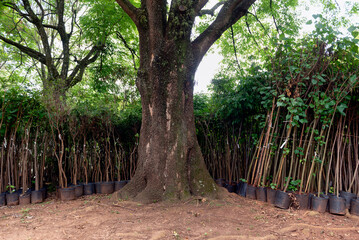 Tree saplings around big tree