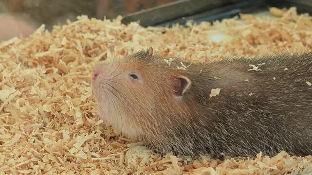 Mole rat or Large bamboo rat