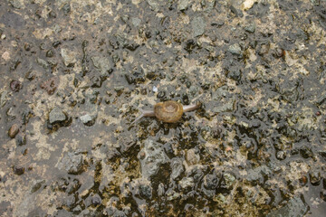 a round snail on the ground