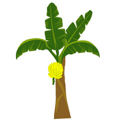 Banana tree illustration © Tsurayya desain18