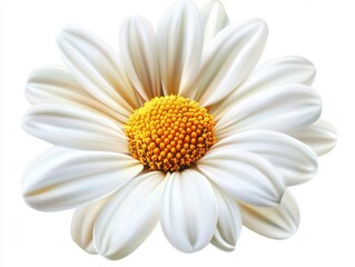 Discover the beauty: a single daisy in bloom