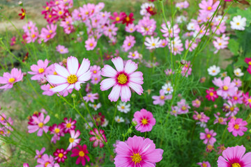 Obraz premium Cosmos flowers in the Cosmos garden