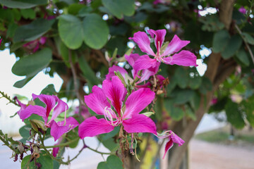 pink flowers in the garden