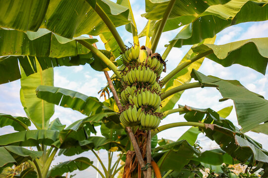 banana tree with bananas