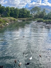Serene River with Ducks in Bar, Montenegro