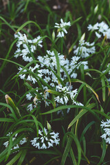 White flower spring beautiful flower, Zephyranthes
