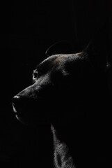 perfil de perro negro sobre fondo oscuro