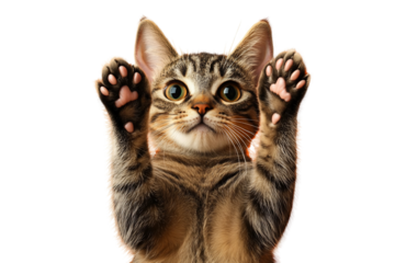 Joyful Cat with Paws Raised Against Orange Background