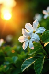 Fototapeta premium Pure white jasmine flowers in a garden at sunset, blooming, nature, petals