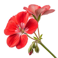 red Geranium close-up stock image, isolated on a white background, red Geranium Generative AI. 