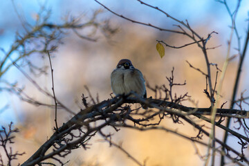 portrait of a sparrow on a tree