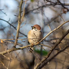 portrait of a sparrow on a tree