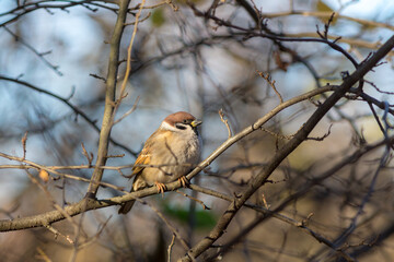 portrait of a sparrow on a tree branch in autumn