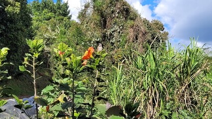Naturaleza: bosque en policromía 
