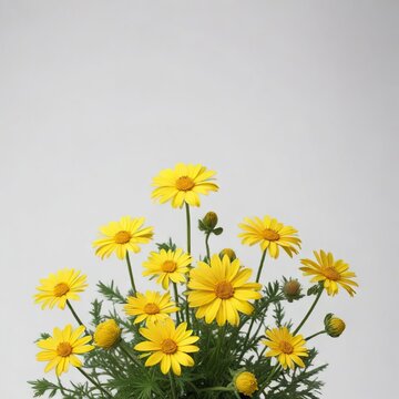 White background with multiple yellow Euryops pectinatus flowers, euryops, euryops pectinatus, flowers