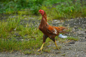 rooster on the farm